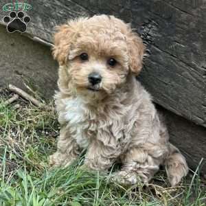 Sage, Maltipoo Puppy