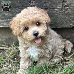 Sage, Maltipoo Puppy