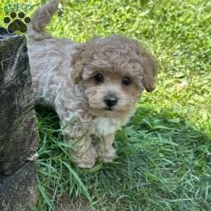 Sage, Maltipoo Puppy