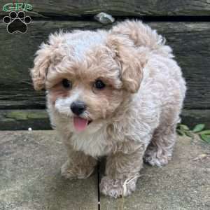 Scout, Maltipoo Puppy