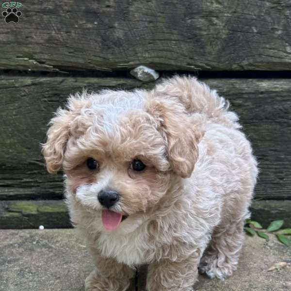Scout, Maltipoo Puppy