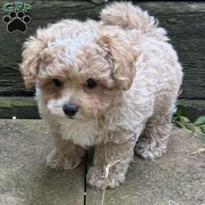 Scout, Maltipoo Puppy