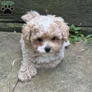 Scout, Maltipoo Puppy