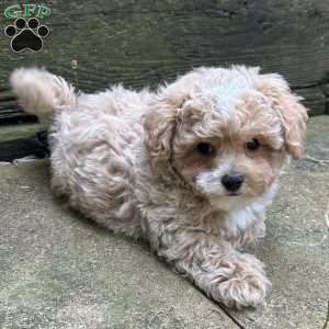 Scout, Maltipoo Puppy