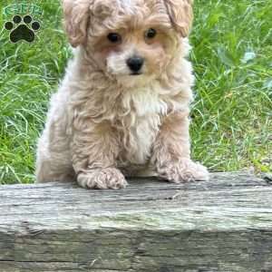 Scout, Maltipoo Puppy