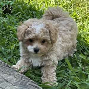 Scout, Maltipoo Puppy