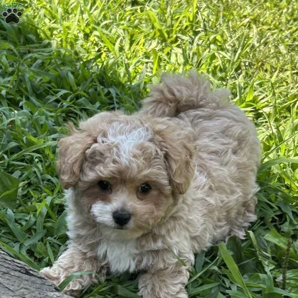 Scout, Maltipoo Puppy