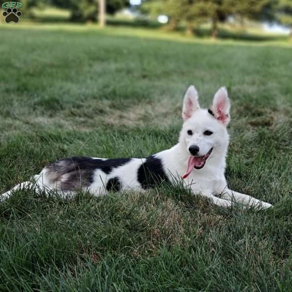 Luca miles, Pomsky Puppy