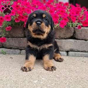 Brutus, Rottweiler Puppy