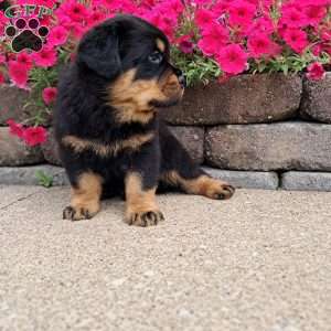 Brutus, Rottweiler Puppy