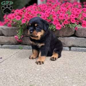 Brutus, Rottweiler Puppy