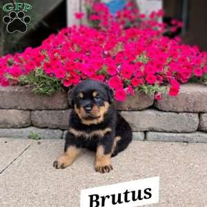 Brutus, Rottweiler Puppy