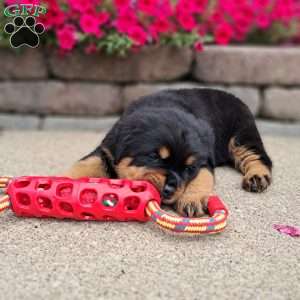 Brutus, Rottweiler Puppy