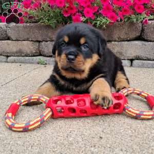 Brutus, Rottweiler Puppy