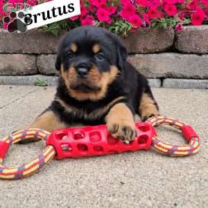 Brutus, Rottweiler Puppy