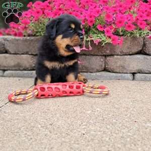 Brutus, Rottweiler Puppy