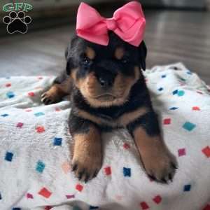 Cassidy, Rottweiler Puppy