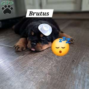 Brutus, Rottweiler Puppy