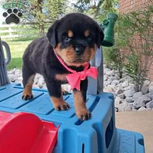 Cassidy, Rottweiler Puppy