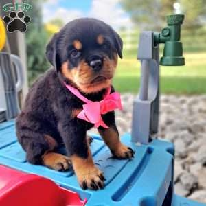 Cassidy, Rottweiler Puppy