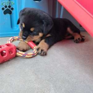 Cassidy, Rottweiler Puppy