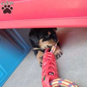 Cassidy, Rottweiler Puppy