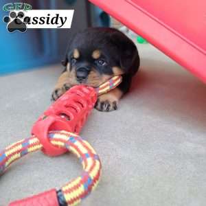 Cassidy, Rottweiler Puppy