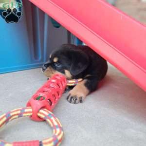 Cassidy, Rottweiler Puppy