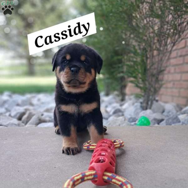 Cassidy, Rottweiler Puppy