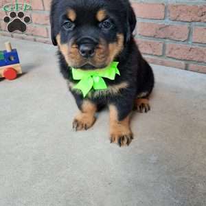 Brutus, Rottweiler Puppy