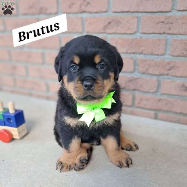 Brutus, Rottweiler Puppy