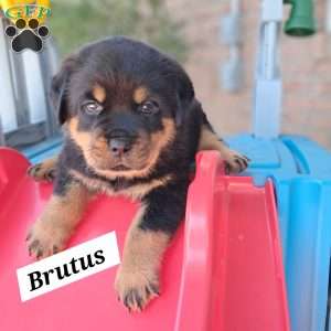 Brutus, Rottweiler Puppy