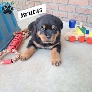 Brutus, Rottweiler Puppy
