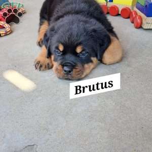 Brutus, Rottweiler Puppy