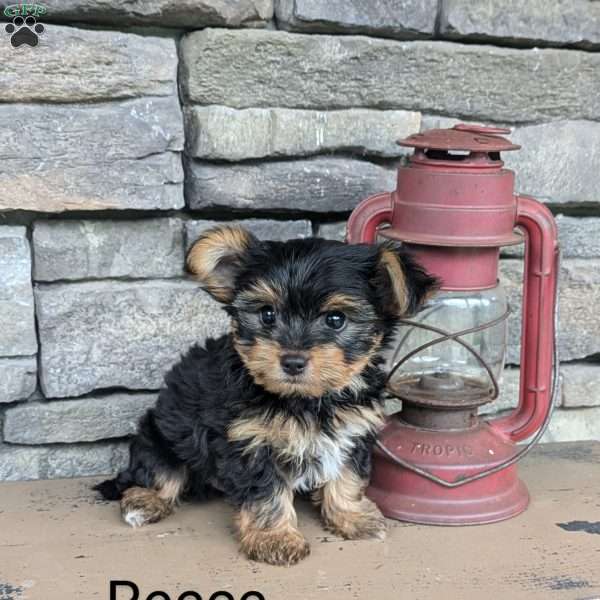 Reese, Yorkie Puppy