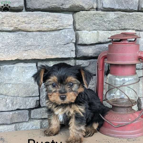 Rusty, Yorkie Puppy