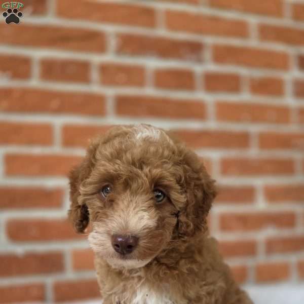 Buckeye, Miniature Poodle Puppy