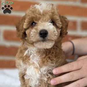 Daisy, Miniature Poodle Puppy