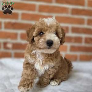 Daisy, Miniature Poodle Puppy