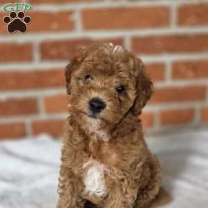 Sage, Miniature Poodle Puppy