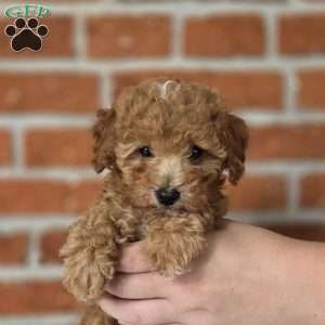Sage, Miniature Poodle Puppy