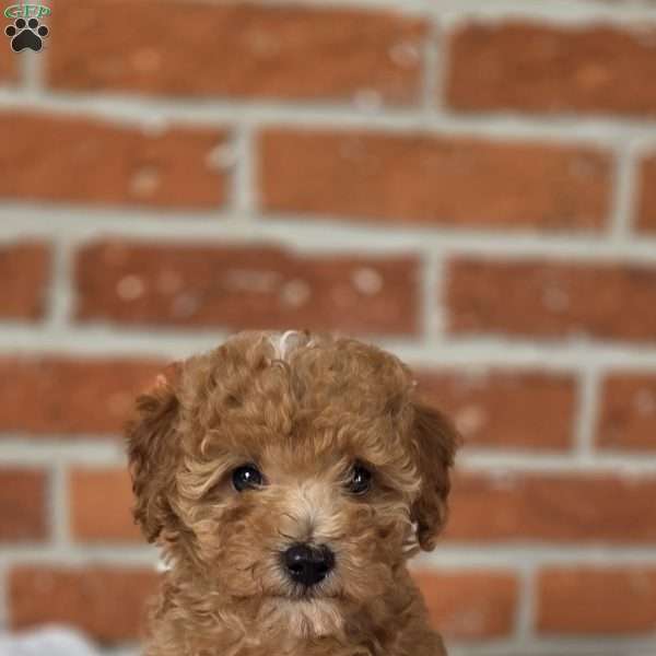 Sage, Miniature Poodle Puppy