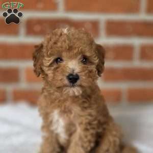 Sage, Miniature Poodle Puppy