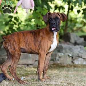 Diesel, Boxer Puppy