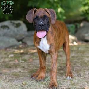 Diesel, Boxer Puppy