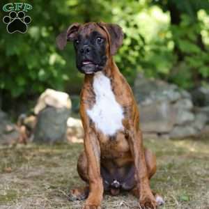 Diesel, Boxer Puppy