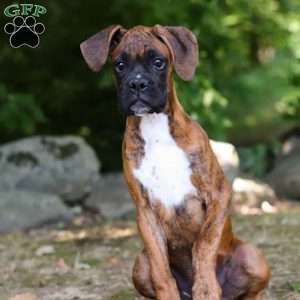 Diesel, Boxer Puppy