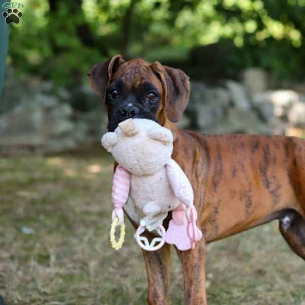 Diesel, Boxer Puppy