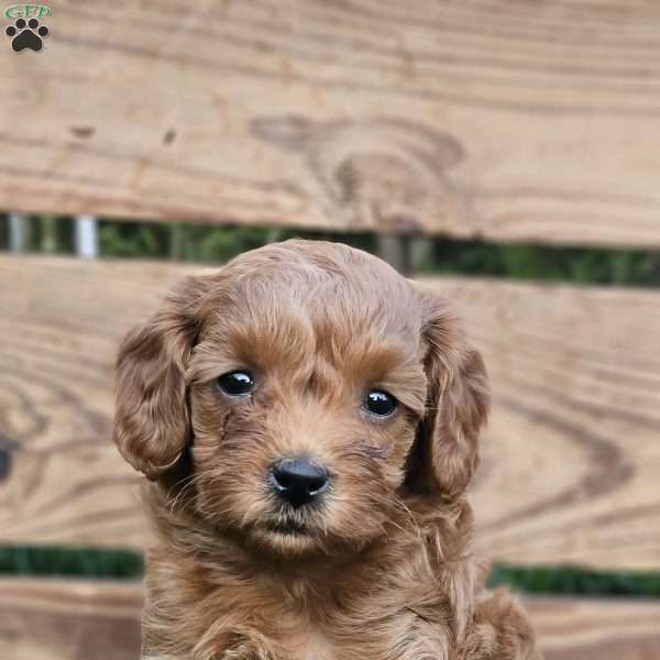 Brooke, Cavapoo Puppy