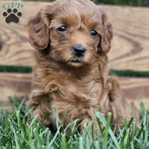Brooke, Cavapoo Puppy